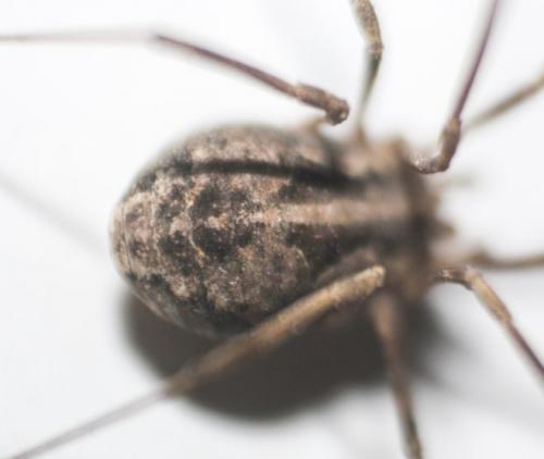 Réf. 278 092 : Metaphalangium sp.
