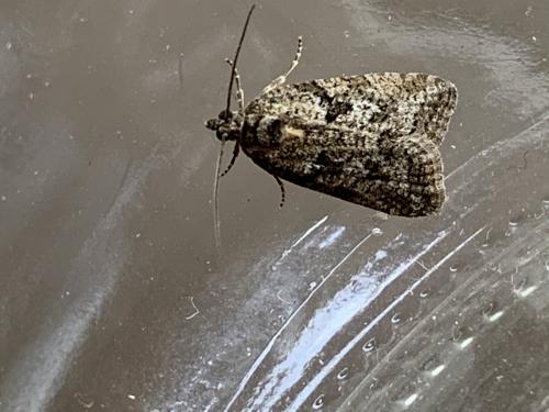Cnephasia sp.