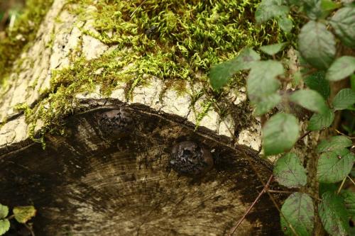 Réf. 278 049 : Platyrhinus resinosus