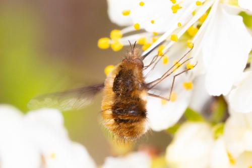 Réf. 278 366 : Bombylius major