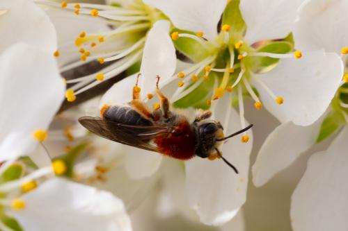 Réf. 278 365 : Andrena haemorrhoa