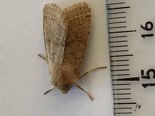 Orthosia cerasi