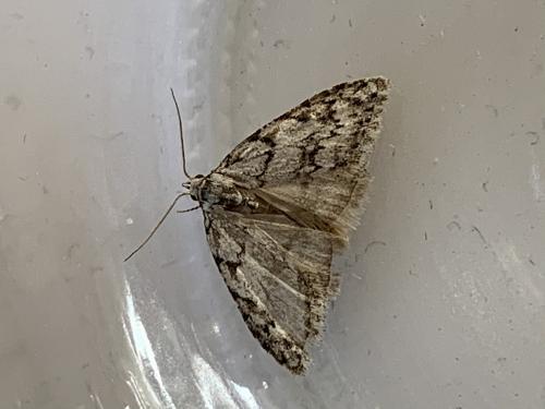 Réf. 278 642 : Nola cicatricalis