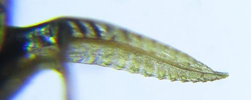 Empria parvula