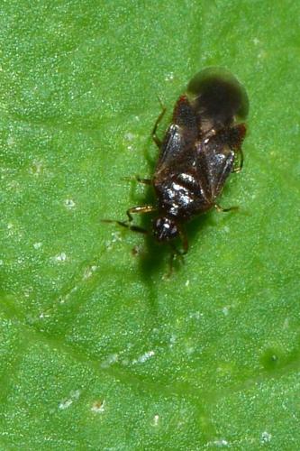 Buchananiella continua