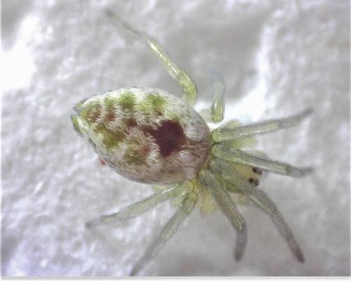 Nigma puella