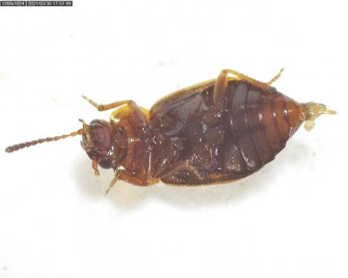Réf. 278 134 : Anthobium unicolor