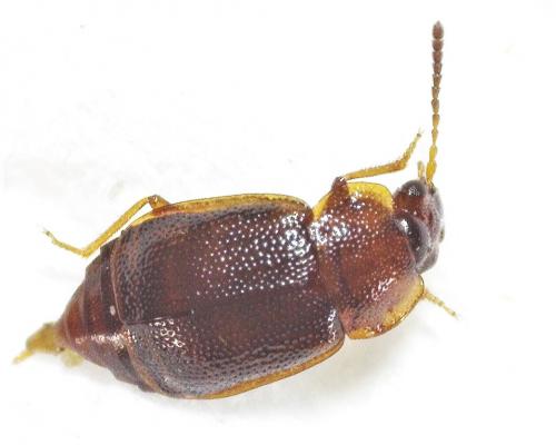 Réf. 278 133 : Anthobium unicolor