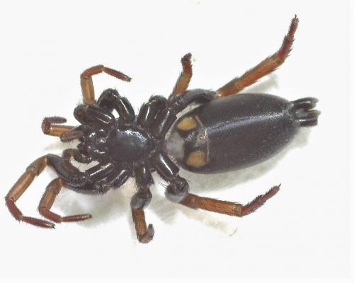 Trachyzelotes pedestris