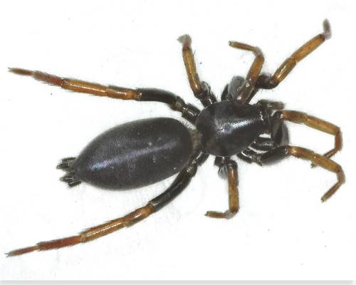 Réf. 278 055 : Trachyzelotes pedestris