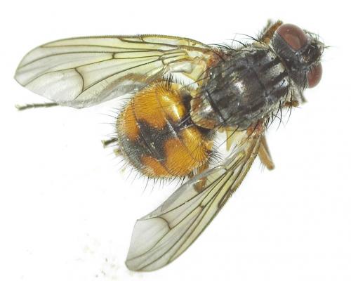Réf. 278 101 : Phaonia subventa