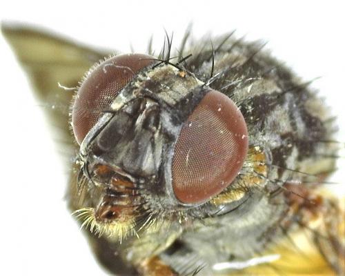 Phaonia subventa
