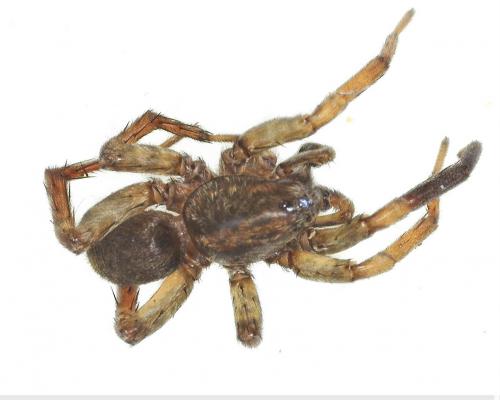Trochosa terricola