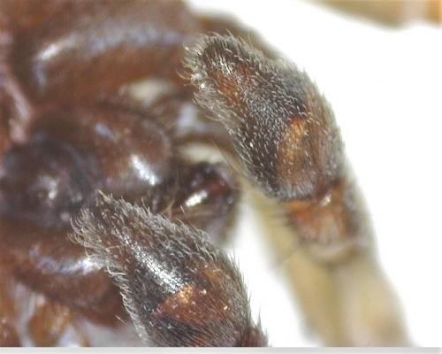 Trochosa terricola