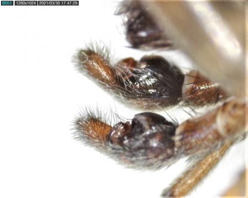 Trochosa terricola