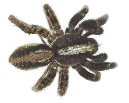 Alopecosa pulverulenta