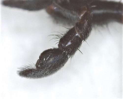 Alopecosa pulverulenta