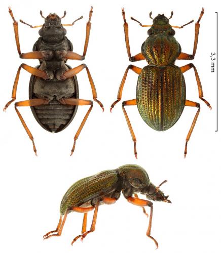 Réf. 278 920 : Enicocerus granulatus