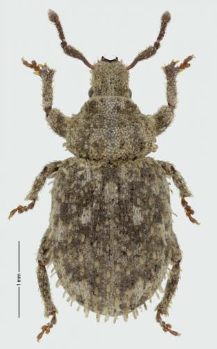 Réf. 278 974 : Trachyphloeus scabriculus