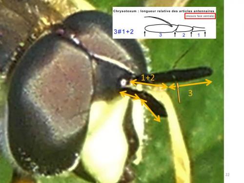 Réf. 278 514 : Chrysotoxum cautum