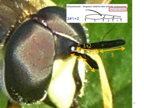 Chrysotoxum cautum