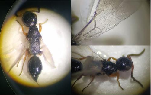 Laelius sp.