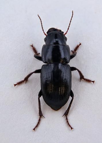 Acinopus subquadratus