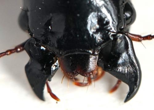Acinopus subquadratus