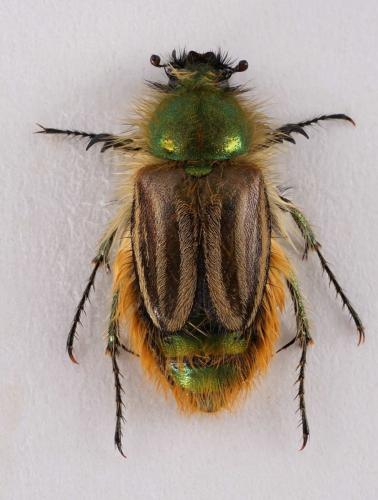 Réf. 278 950 : Eulasia pareyssei