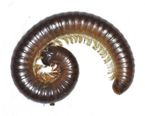 Réf. 278 398 : Cylindroiulus sp.