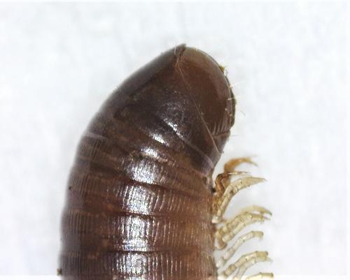 Cylindroiulus sp.
