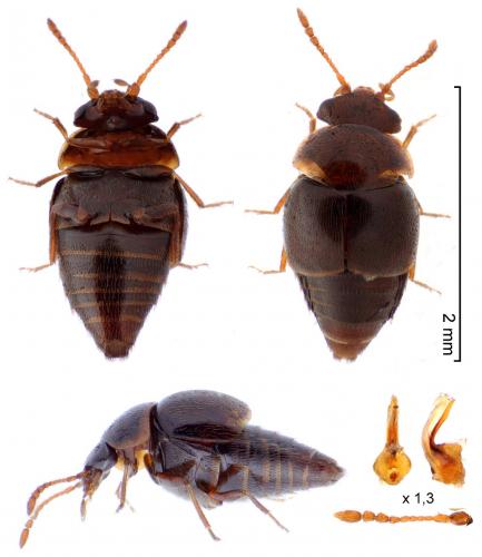 Réf. 278 984 : Cypha longicornis
