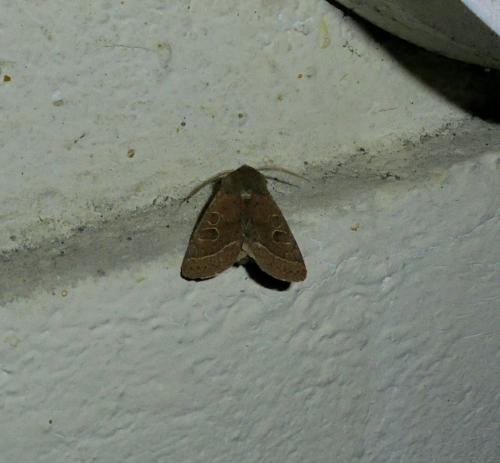 Orthosia cerasi