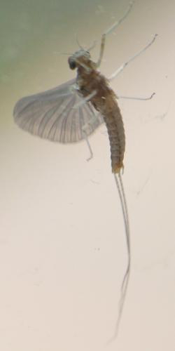 Réf. 278 408 : Cloeon dipterum