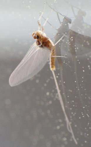 Réf. 278 409 : Cloeon dipterum