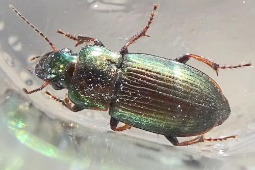 Réf. 278 090 : Harpalus distinguendus