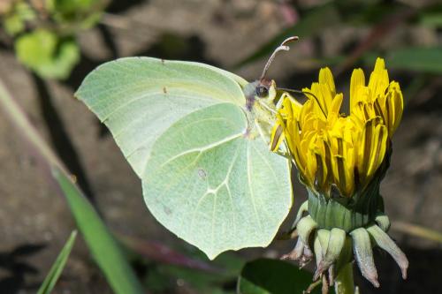 Gonepteryx rhamni