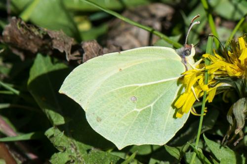 Gonepteryx rhamni