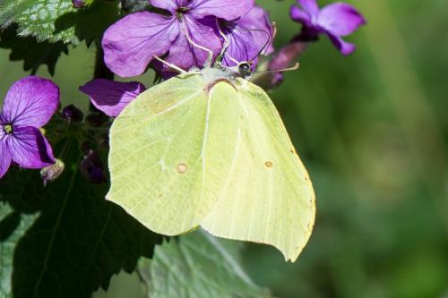 Gonepteryx rhamni