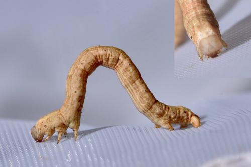 Réf. 278 208 : Alcis repandata