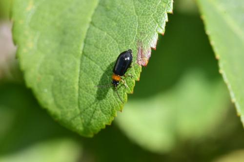 Luperus sp.