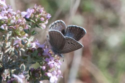 Réf. 278 938 : Glaucopsyche melanops