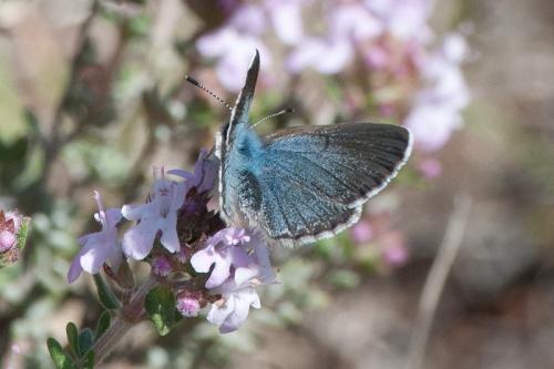 Réf. 278 939 : Glaucopsyche melanops