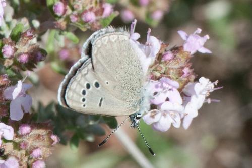 Réf. 278 940 : Glaucopsyche melanops