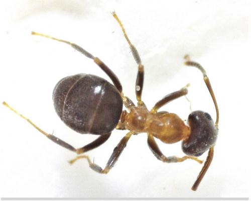 Lasius emarginatus