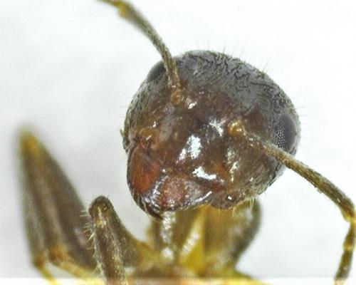 Lasius emarginatus
