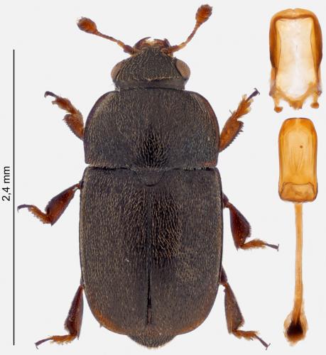 Genistogethes punctatus