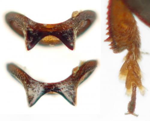 Genistogethes punctatus