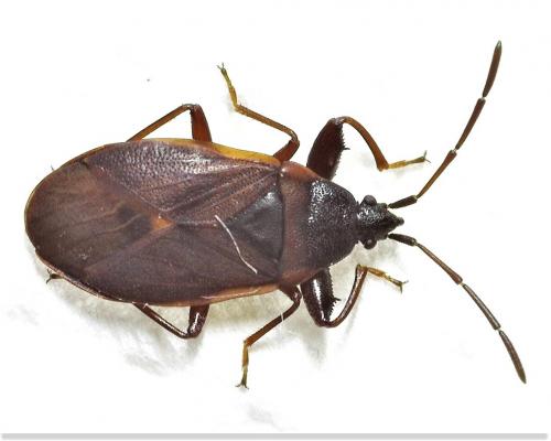 Gastrodes grossipes