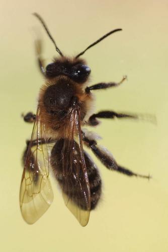 Andrena (scotica-trimmerana)